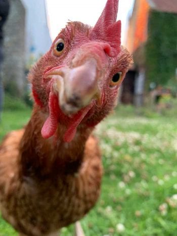 Yolko-Ono