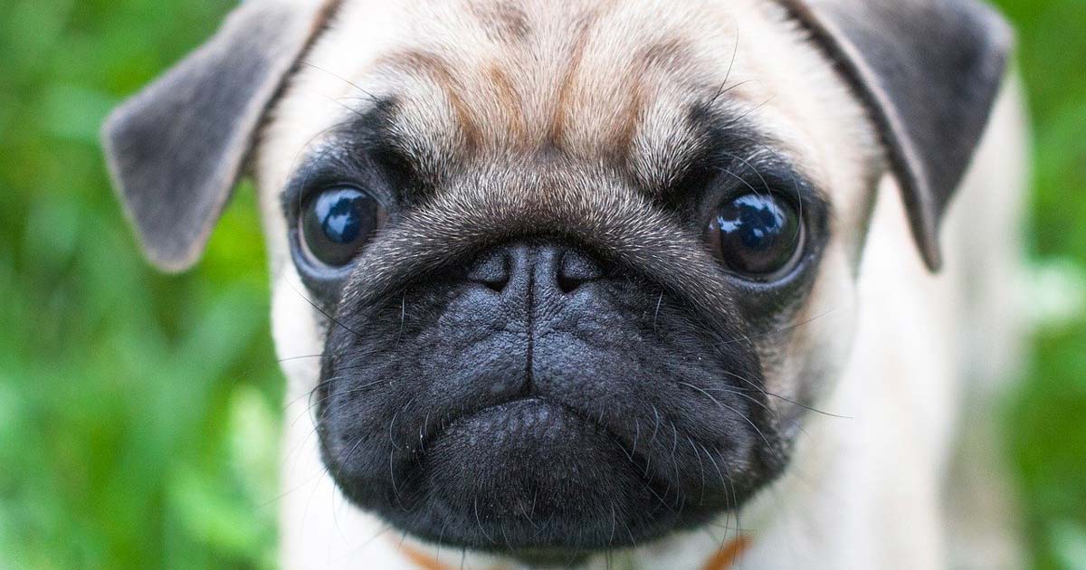 Study proves flat-faced dogs really are less healthy | Vet Times