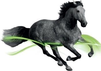equipalazone-horse