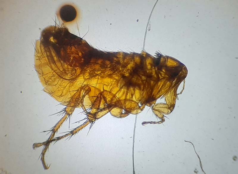 A flea as seen under a microscope.