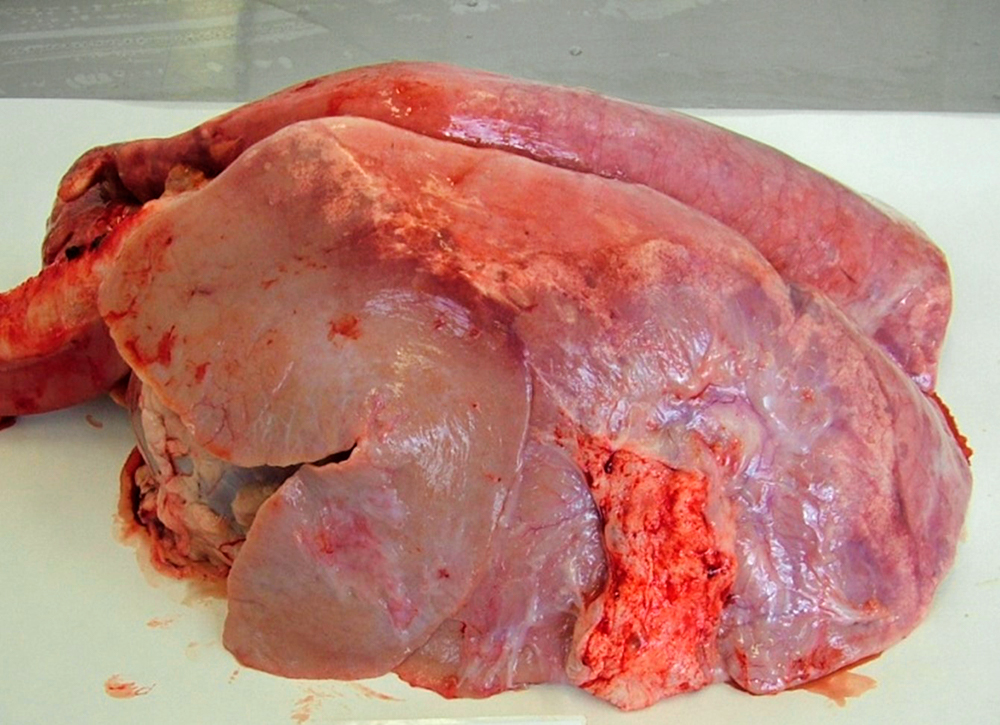 OPA lesions in a sheep’s lung.