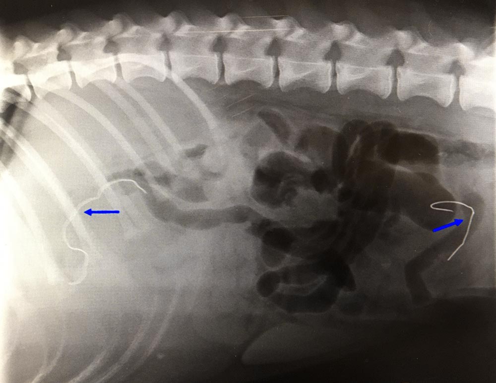 Village Vet’s x-ray image of Benedict clearly highlighting the face mask wires in his stomach.