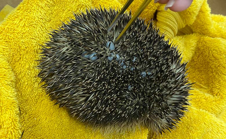 Hedgehogs can be a useful mode of transportation for many ticks.