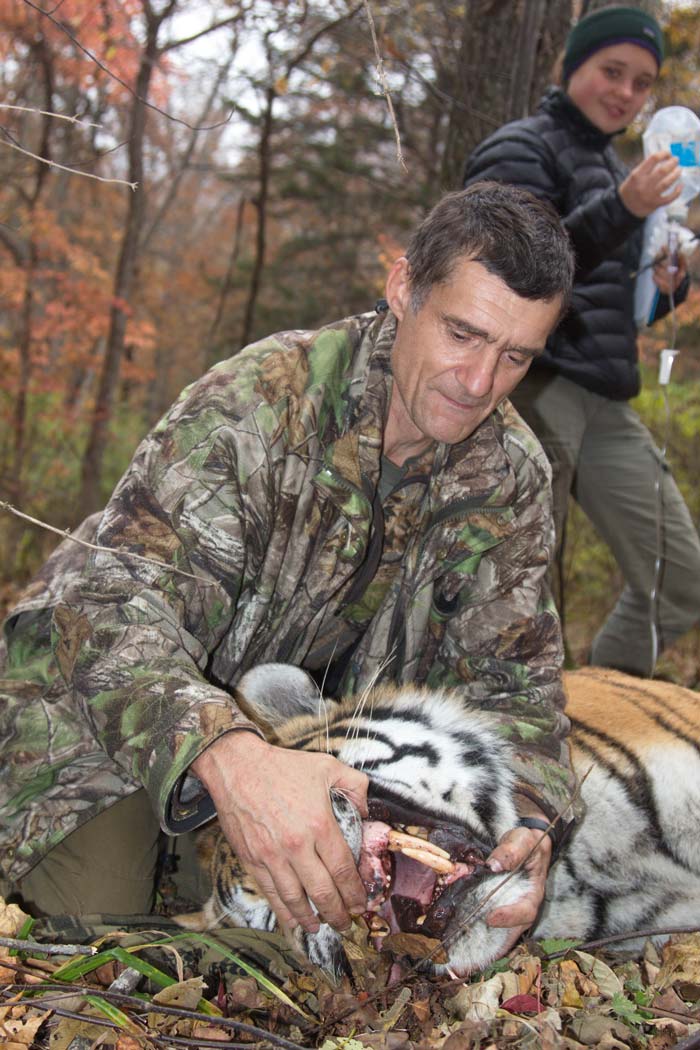 John Lewis with a large male Amur tiger in the Russian Far East.
