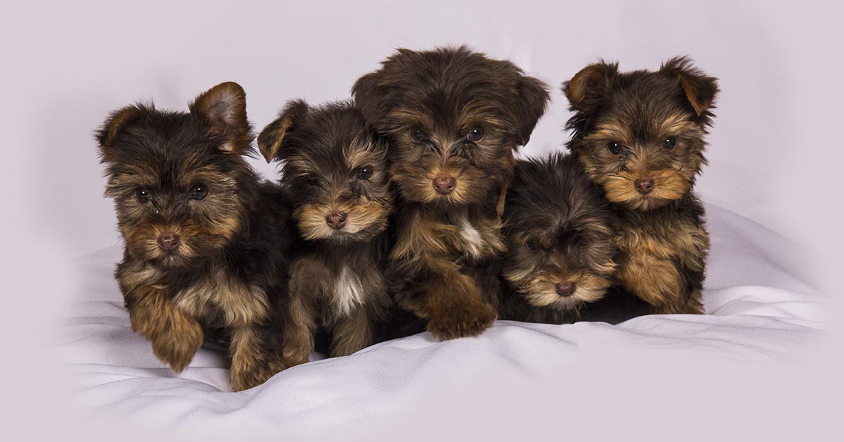 How Much Is It To Get A Dog Neutered In Ireland