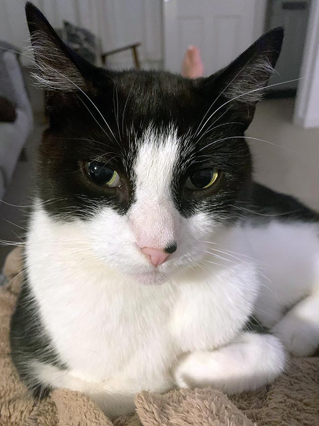Stanley was treated at West Midlands Veterinary Referrals in Staffordshire.