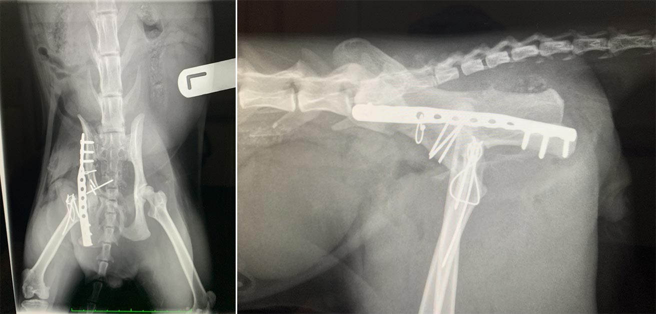 Postoperative x-ray images.