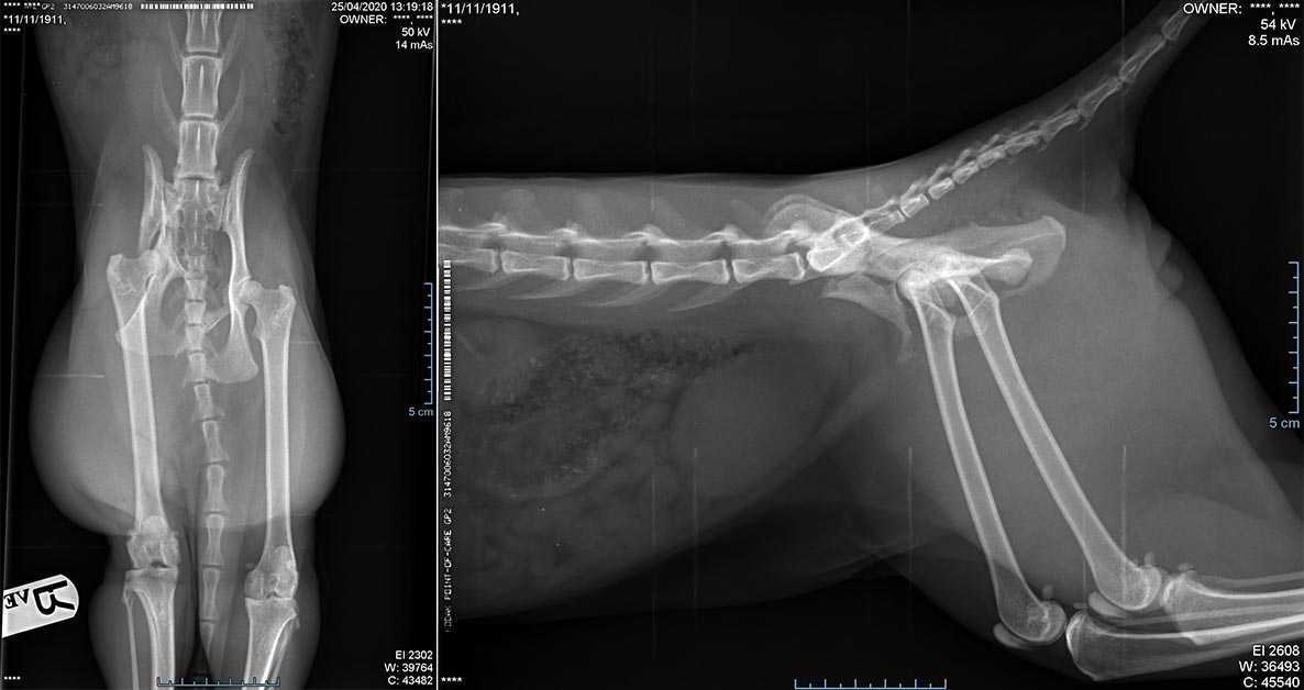 X-ray images showing the extent of Stanley’s injuries.
