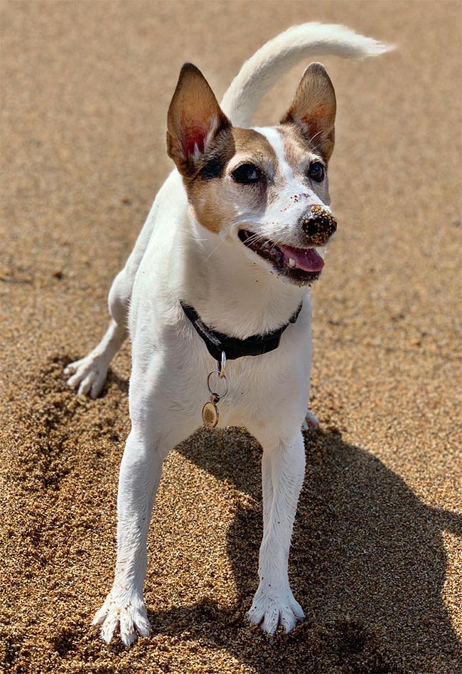 Tilly was given just a few weeks to live following her diagnosis.