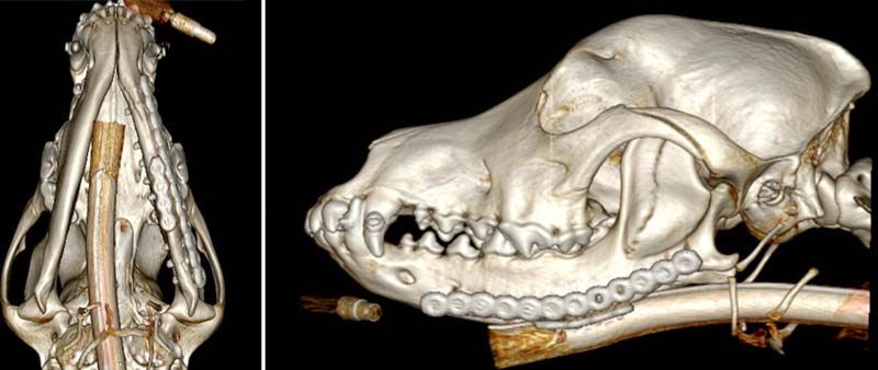 Postoperative scans of Lenny’s jaw showing the corrective surgery.