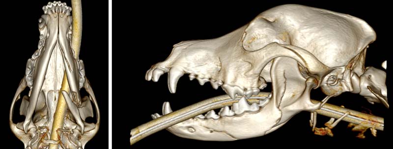 Pre-operative of Lenny’s jaw showing the damage.