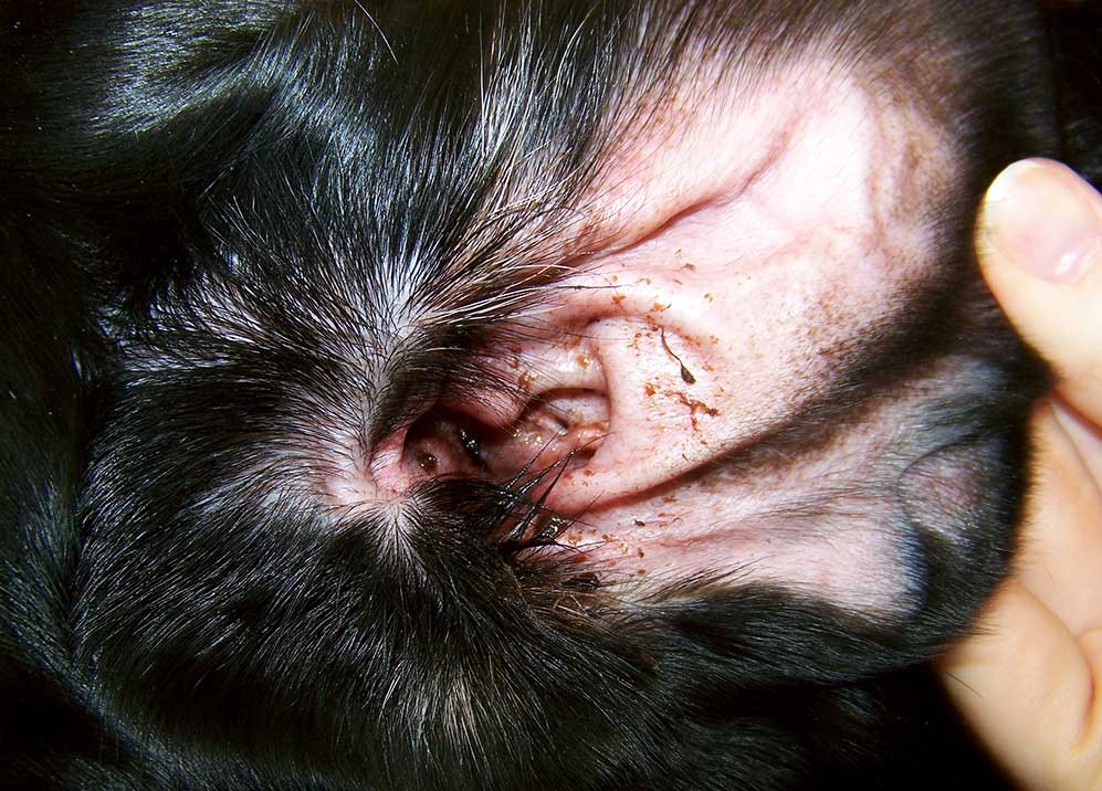 Figure 2. Dark brown, ceruminous discharge on the concave pinna of a Labrador retriever with hypothyroidism.