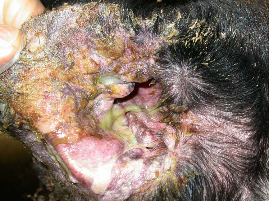 Figure 3. Erythema, crusting and ulceration of the concave pinna with purulent discharge in the external ear canal of a cross‑breed dog. This episode was secondary to an adverse drug reaction.