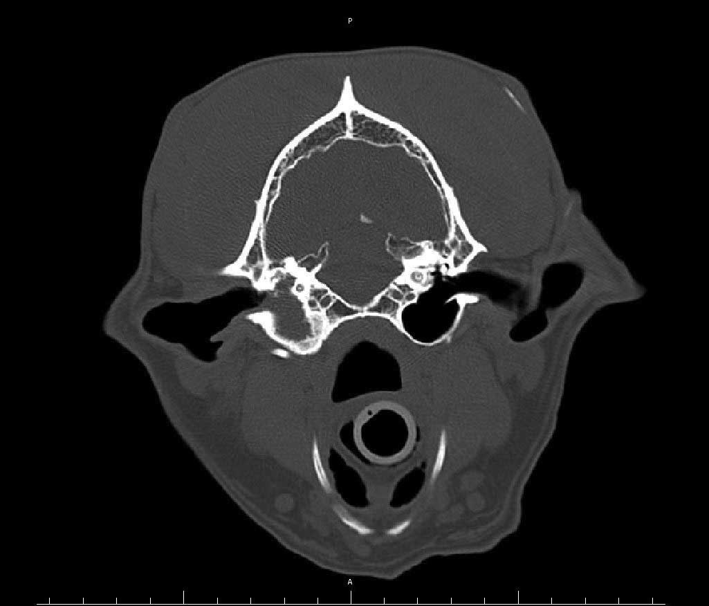 Figure 5. CT scan image (bone window) of a dog’s skull: soft tissue/fluid in the right tympanic bulla and thickening of the tympanic bulla wall.