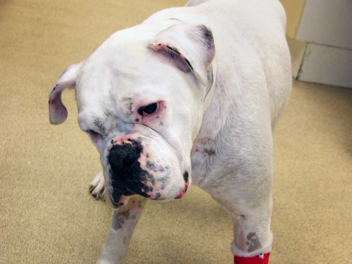 Figure 4. Head tilt in a boxer with vestibulopathy.