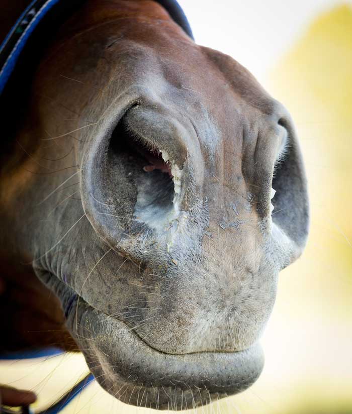 Closeup of purulent nasal discharge.