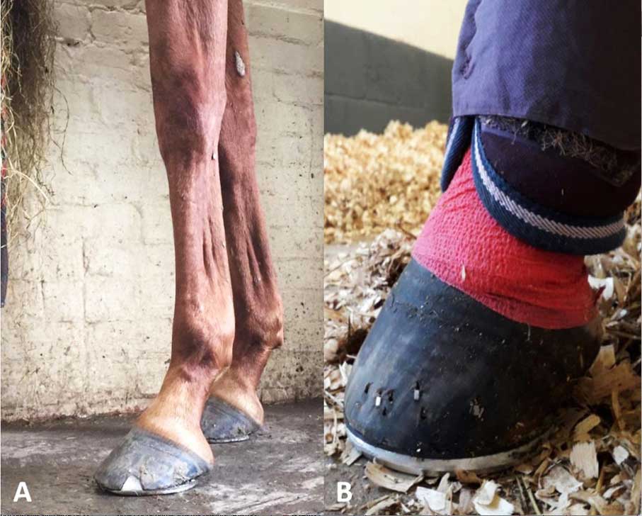 Figure 1. A. Marked long-toe, low heel conformation. B. Toe of adequate length and rockered to reduce breakover.
