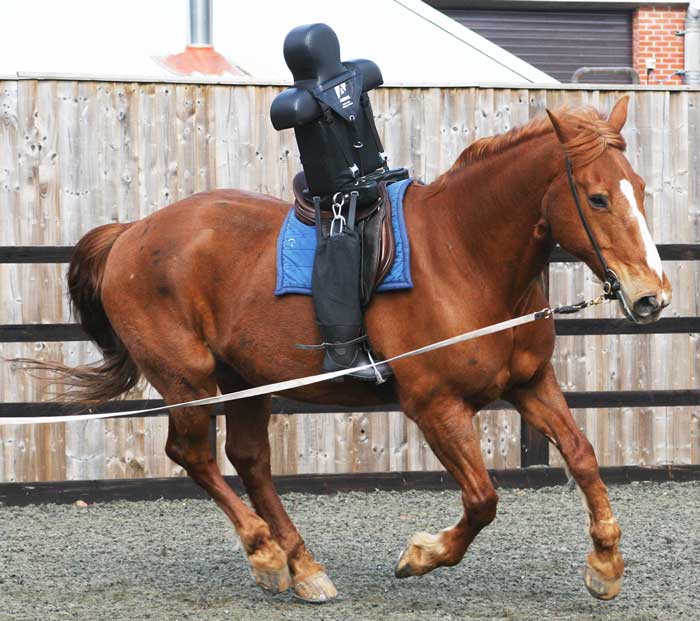 Figure 1. An Ardall dummy that can either be used diagnostically in a horse that is unsafe to ride, or that can be used in a retraining programme. The dummy is articulated so that the torso does not need to be vertical.