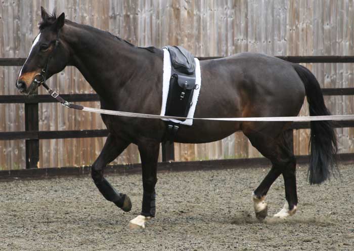 Figure 3. A horse being lunged in a weighted roller that can carry up to 45 kg to simulate the weight of a lightweight rider.