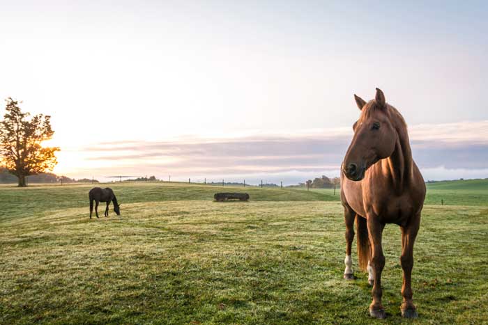 horse on pasture