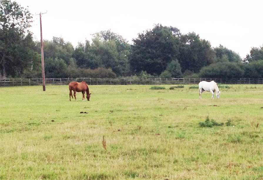 Keeping horses at pasture without supplemental hay or haylage is ideal.