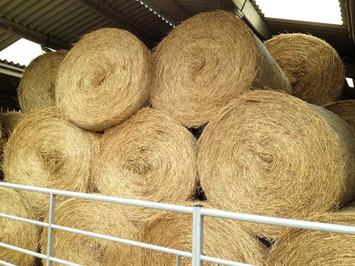 Storage areas for hay and bedding should be a good distance from stables.