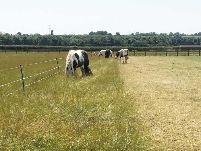 Figure 8. Strip grazing can be a useful strategy, but only if grazing is managed on both sides of the fence.