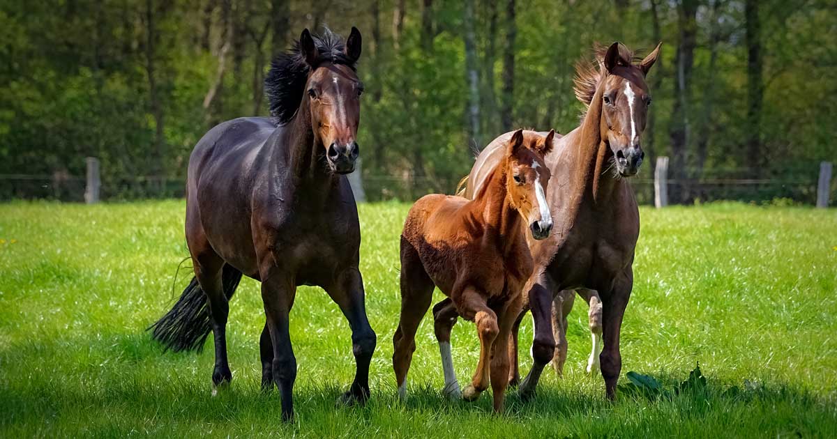 horses pasture preventive