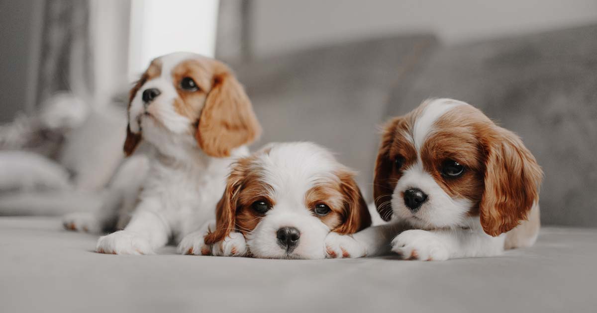 Vets Urge Bbc To Rethink Puppy Breeding Programme Vet Times