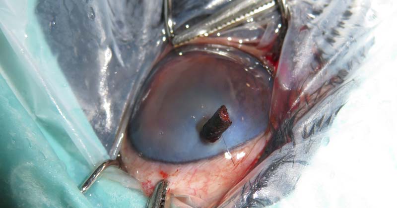 Eddie in surgery at Veterinary Vision.