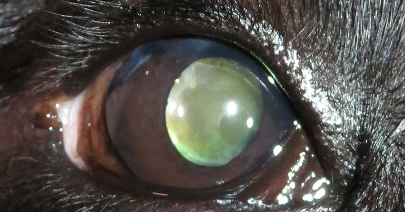 Eddie’s eye at his last check-up.