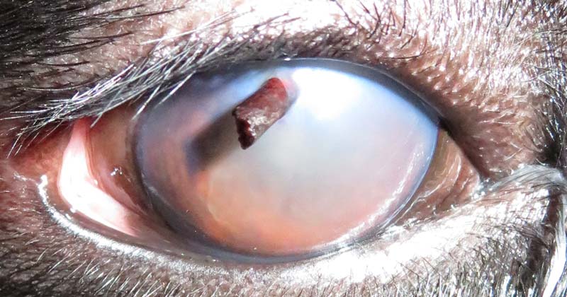 Eddie-eye-pre-op-l
