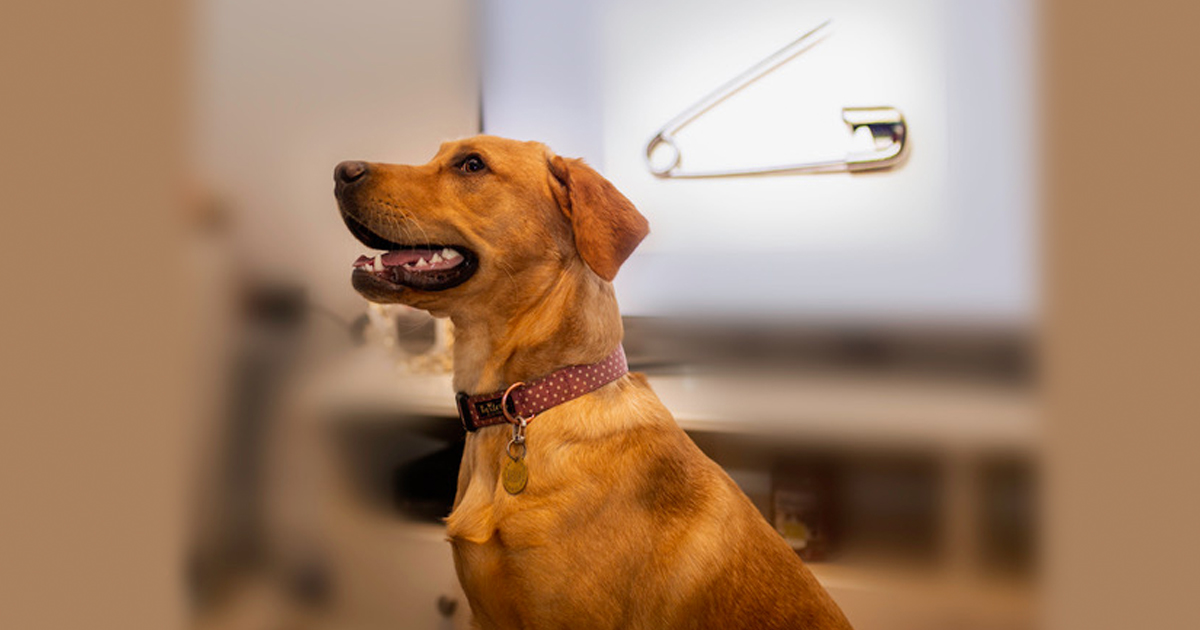 Dog swallowed pin hot sale