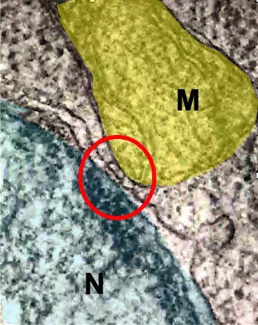 The “new” contact that closes a gap – in the acquired knowledge, mitochondria do not form contacts with the nucleus to remark an ongoing gap between them. However, here is a snapshot of mitochondria (M) and nucleus (N), which instead get in contact. The image was acquired in human breast cancer cells using transmission electron microscopes. The formation of nucleus-associated mitochondria is required to prime the expression of pro-survival genes proposing a role for mitochondria in mammalian epigenome.
