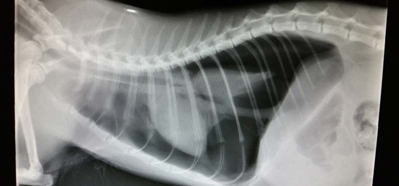 Pneumothorax in a cat after a road traffic collision.