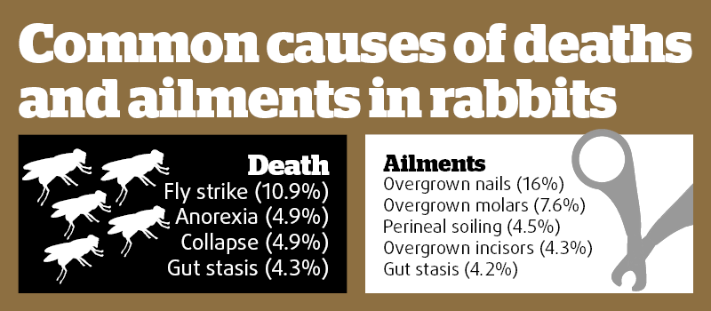 Common causes of death and ailments in rabbits