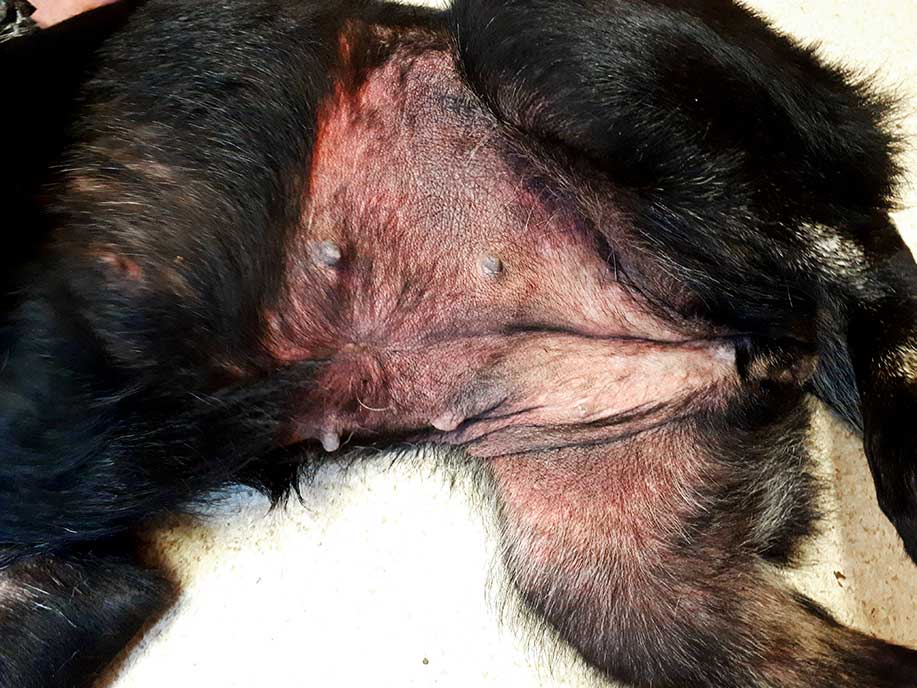 Figure 1b. A case of canine atopic dermatitis showing hyperpigmentation and lichenification to the skin of the ventral abdomen. Hyperpigmentation is an increase in pigmentation to the skin, which, in this case, is post-inflammatory. Lichenification is a thickening of the skin in which the normal markings are exaggerated. It happens mainly in response to chronic inflammation.