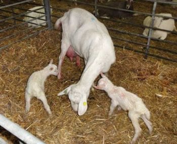 Figure 2. A Saanen doe and two newborn kids.