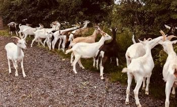 Figure 3. Goats browsing along the base of a hedgerow. Image: Just Kidding