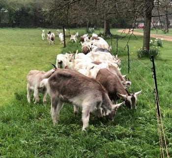 Figure 5. Goat kids showing the strip grazing approach. Image: Just Kidding