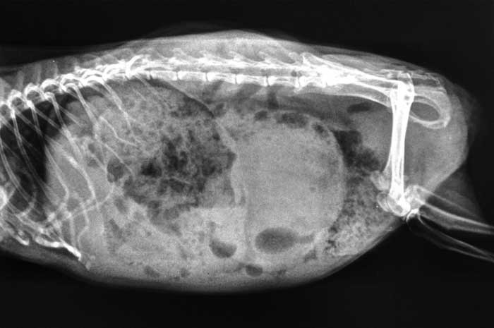 Figure 1. Full-body lateral view showing a radiodense mass about 4cm in diameter. Chest appears clear.