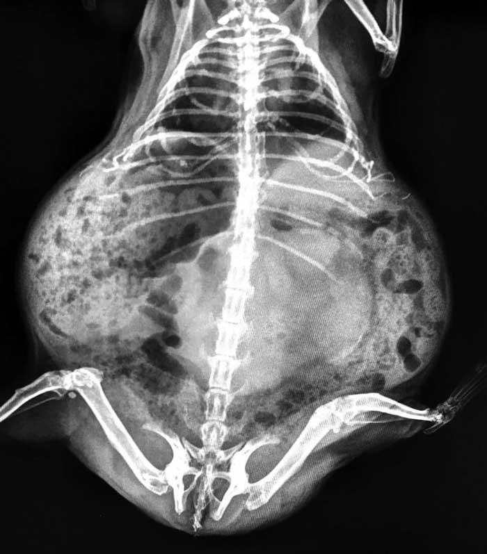 Figure 2. Dorsoventral full-body x-ray showing a mass mid-abdomen pushing the viscera.