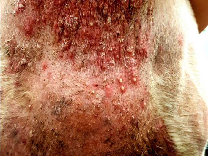 Figure 3. Severe pustular dermatitis in a dog with adult onset demodicosis. Note the pustules are larger and more flaccid, but remain intact for longer relative to those in Figure 2a.