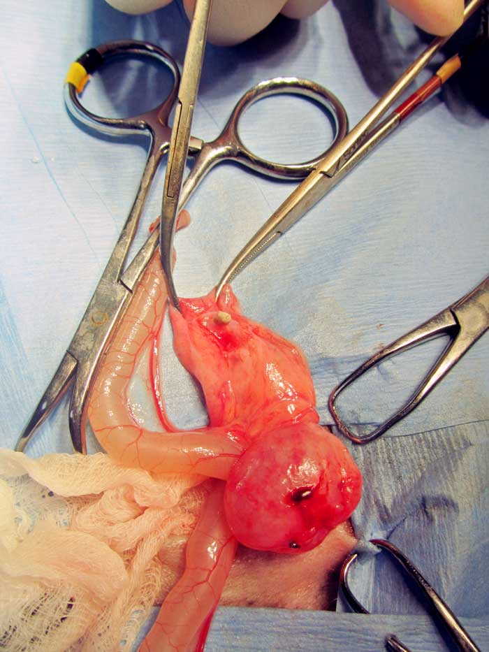 Figure 13. A ureterotomy may be performed for relief of ureteral obstructions or when ureteral stones cannot be milked down into the bladder.