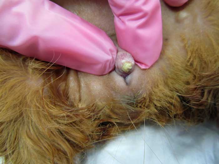 Figure 2. A stone is clearly visible within the urethra of this female guinea pig.
