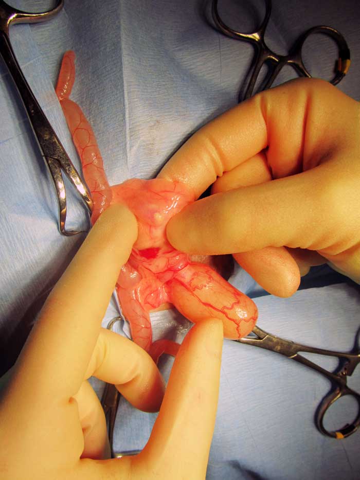 Figure 3. Uroliths may localise in the distal ureter, particularly in male guinea pigs.