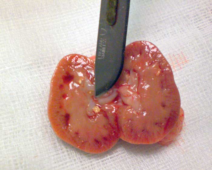 Figure 4. Postmortem specimen. Multiple uroliths can be seen in the kidney of this patient that was euthanised because of its worsening clinical condition.