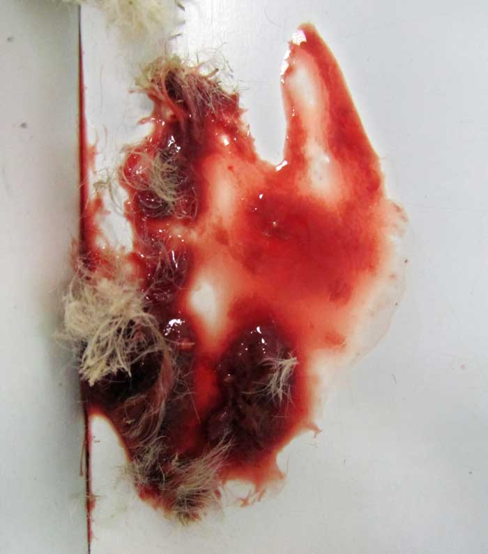 Figure 5. Haematuria is a common reason for presentation of guinea pigs with urolithiasis.