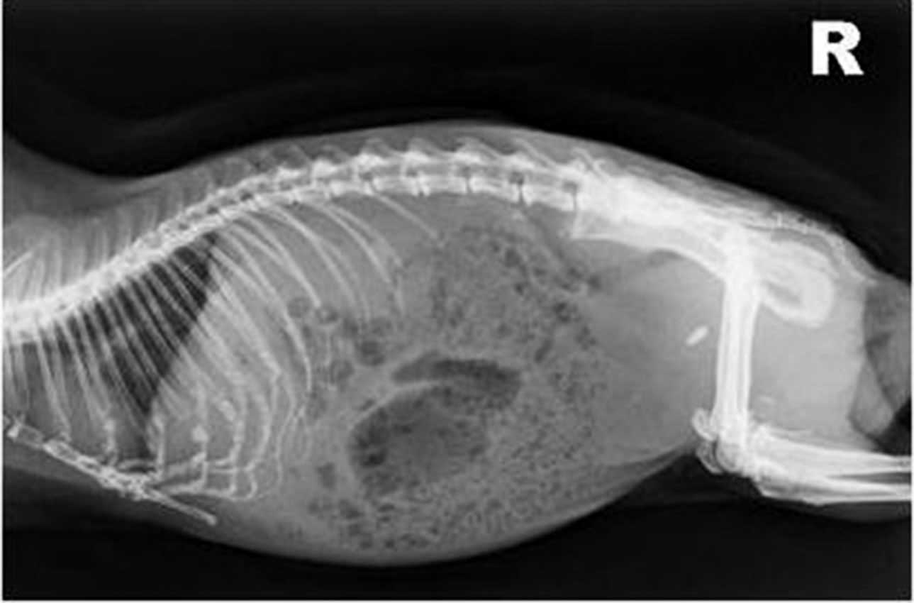 Figure 7. Abdominal radiographs are valuable in the diagnosis of urolithiasis in guinea pigs as urinary calculi in are generally radiopaque. Multiple views are essential for appropriate stone localisation.