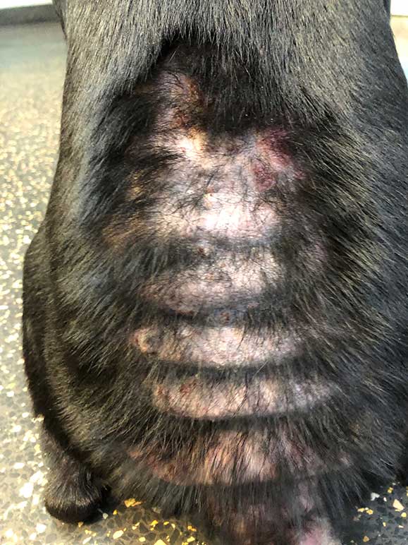 Figure 2. Dog with flea allergy dermatitis with dorsal and lumbar erythema and alopecia.
